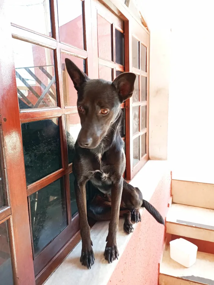 Cachorro ra a SRD-ViraLata idade 2 anos nome Chilly