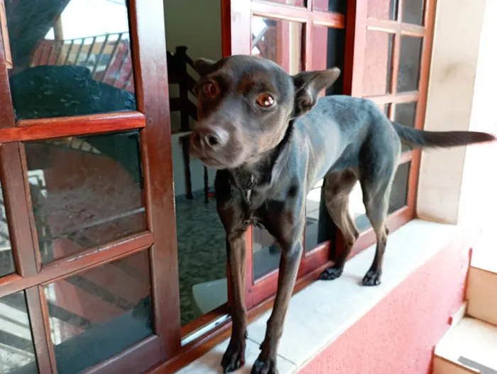 Cachorro ra a SRD-ViraLata idade 2 anos nome Chilly