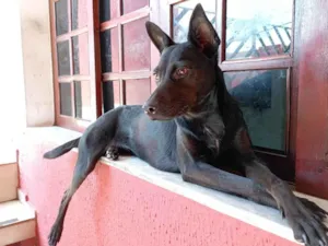 Cachorro raça SRD-ViraLata idade 2 anos nome Chilly
