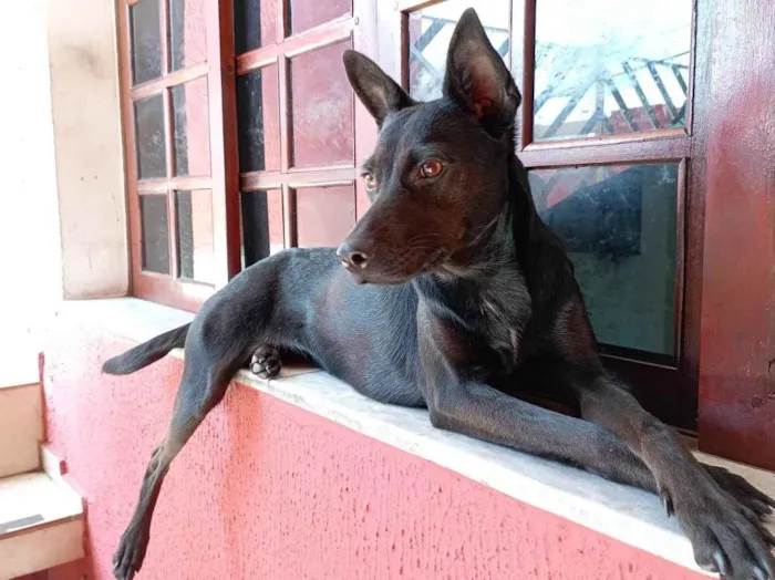 Cachorro ra a SRD-ViraLata idade 2 anos nome Chilly