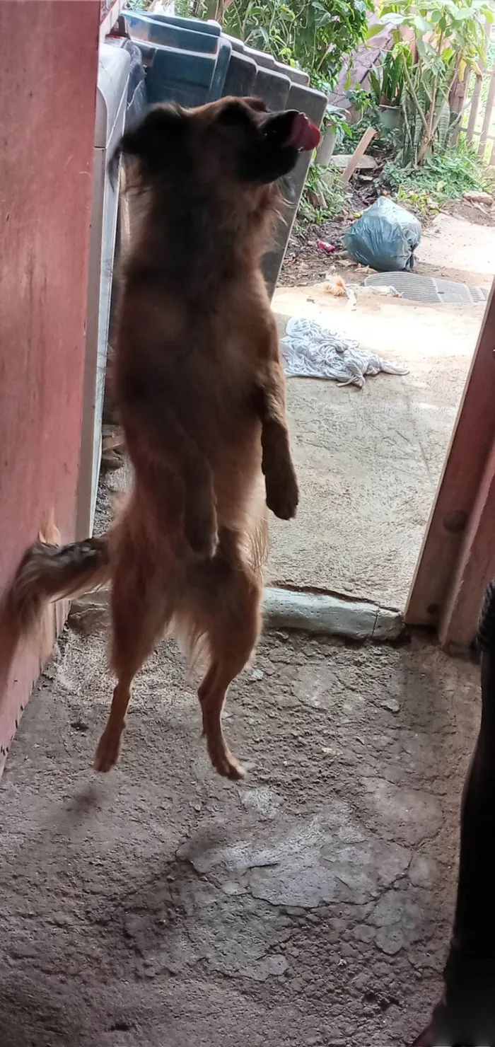 Cachorro ra a SRD-ViraLata idade 5 anos nome Sophia 