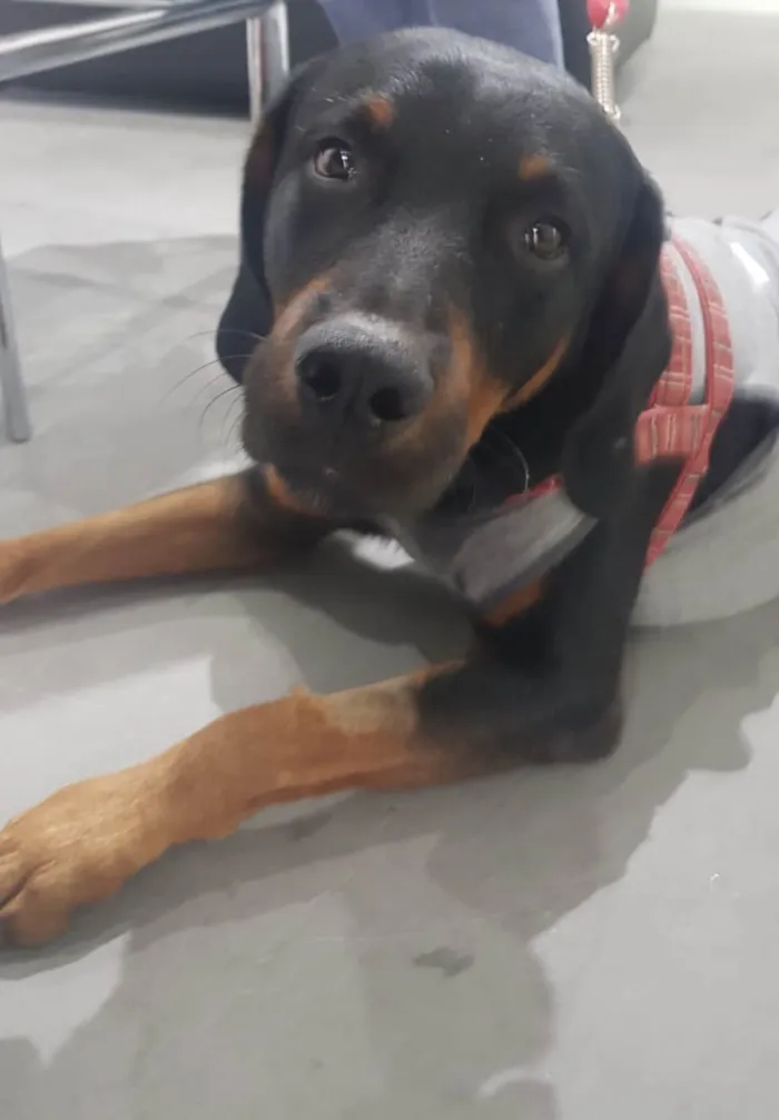 Cachorro ra a SRD-ViraLata idade 2 anos nome Papelão