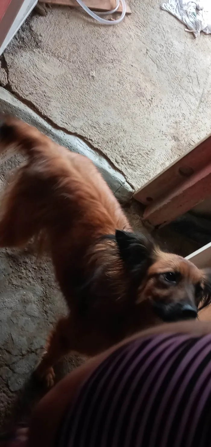 Cachorro ra a SRD-ViraLata idade 5 anos nome Sophia 