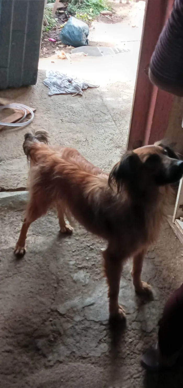 Cachorro ra a SRD-ViraLata idade 5 anos nome Sophia 