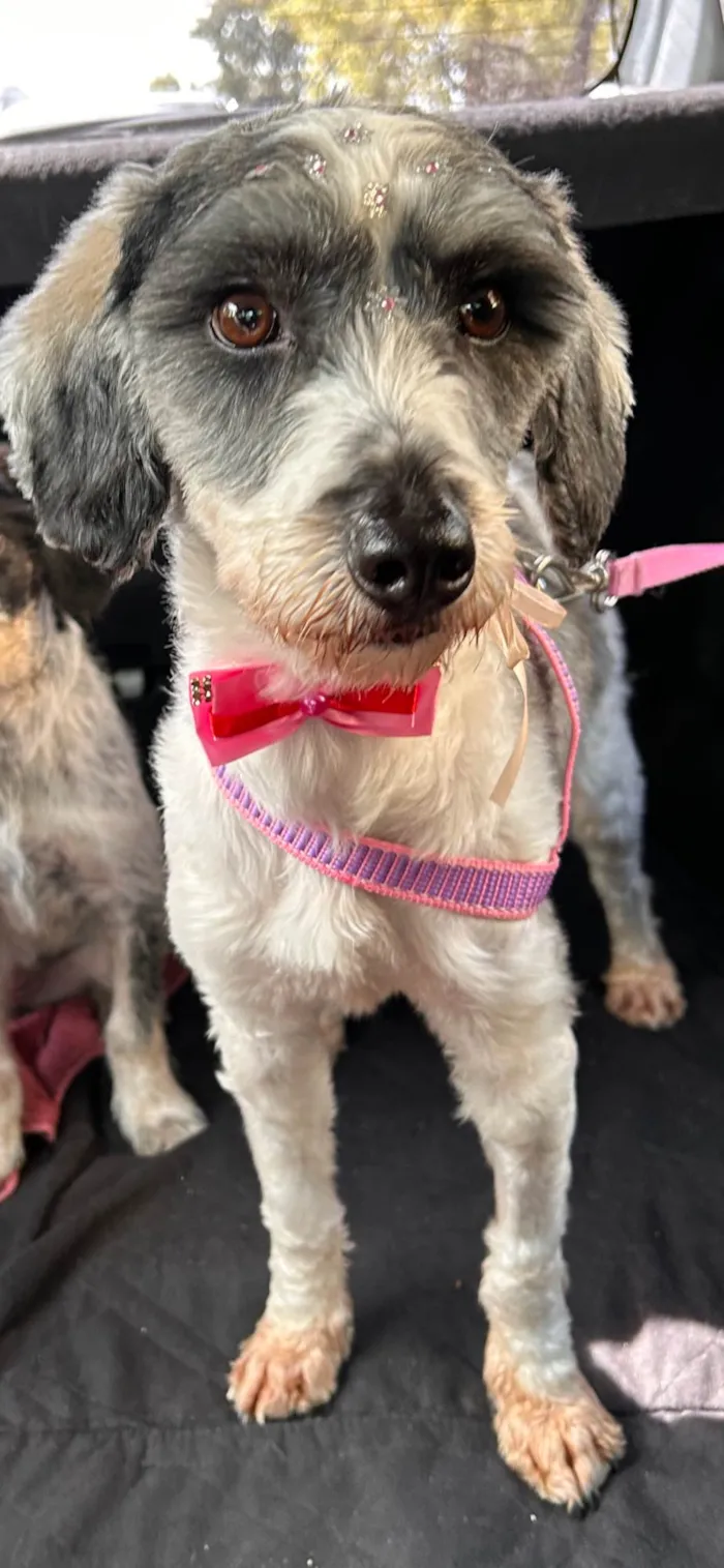 Cachorro ra a SRD-ViraLata idade 2 anos nome Fêmea mix poodle