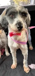 Fêmea mix poodle