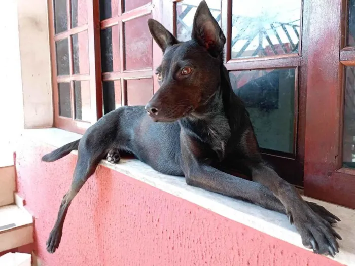 Cachorro ra a SRD-ViraLata idade 2 anos nome Chilly