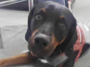 Cachorro raça SRD-ViraLata idade 2 anos nome Papelão