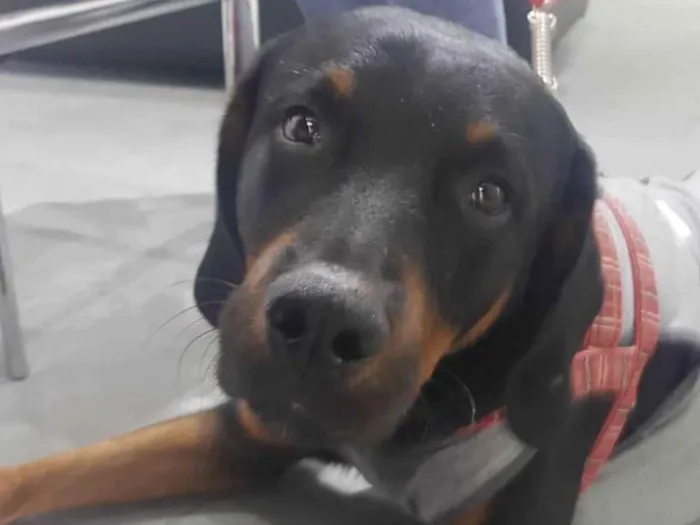 Cachorro ra a SRD-ViraLata idade 2 anos nome Papelão