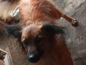 Cachorro raça SRD-ViraLata idade 5 anos nome Sophia 