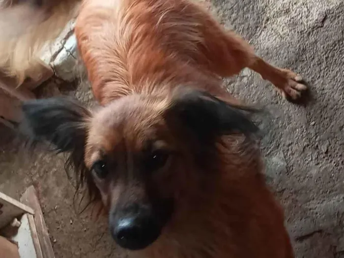 Cachorro ra a SRD-ViraLata idade 5 anos nome Sophia 