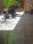 Laika