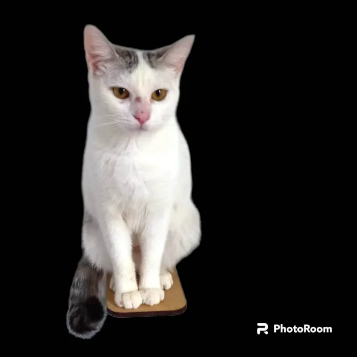 Gato ra a SRD-ViraLata idade 1 ano nome Helena