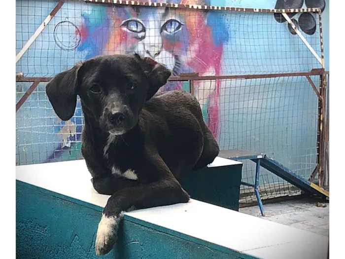 Cachorro ra a SRD-ViraLata idade 7 a 11 meses nome Sloan