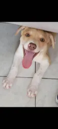 Amora