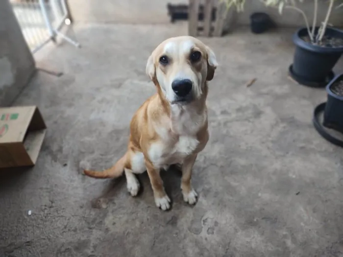 Cachorro ra a Labrador idade 1 ano nome Dudu