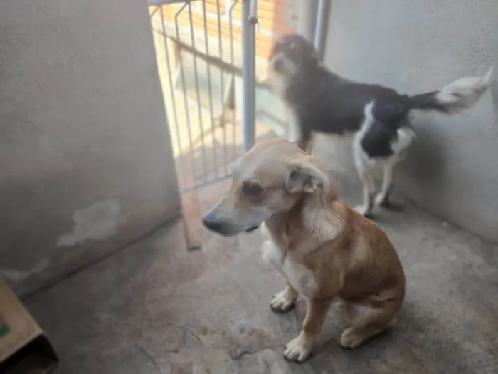 Cachorro ra a Labrador idade 1 ano nome Dudu