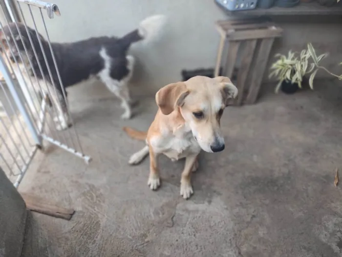 Cachorro ra a Labrador idade 1 ano nome Dudu