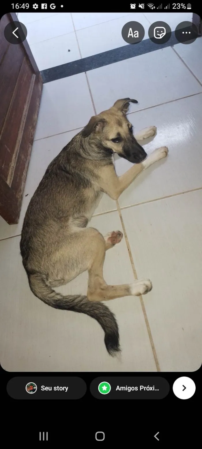 Cachorro ra a SRD-ViraLata idade 2 a 6 meses nome Belinha