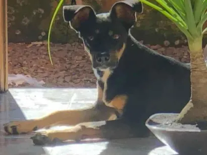 Cachorro raça SRD-ViraLata idade 7 a 11 meses nome Laika 