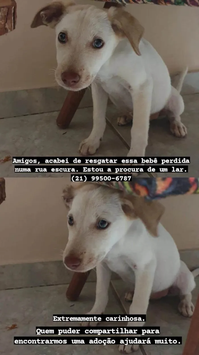 Cachorro ra a SRD-ViraLata idade 2 a 6 meses nome Princesa 