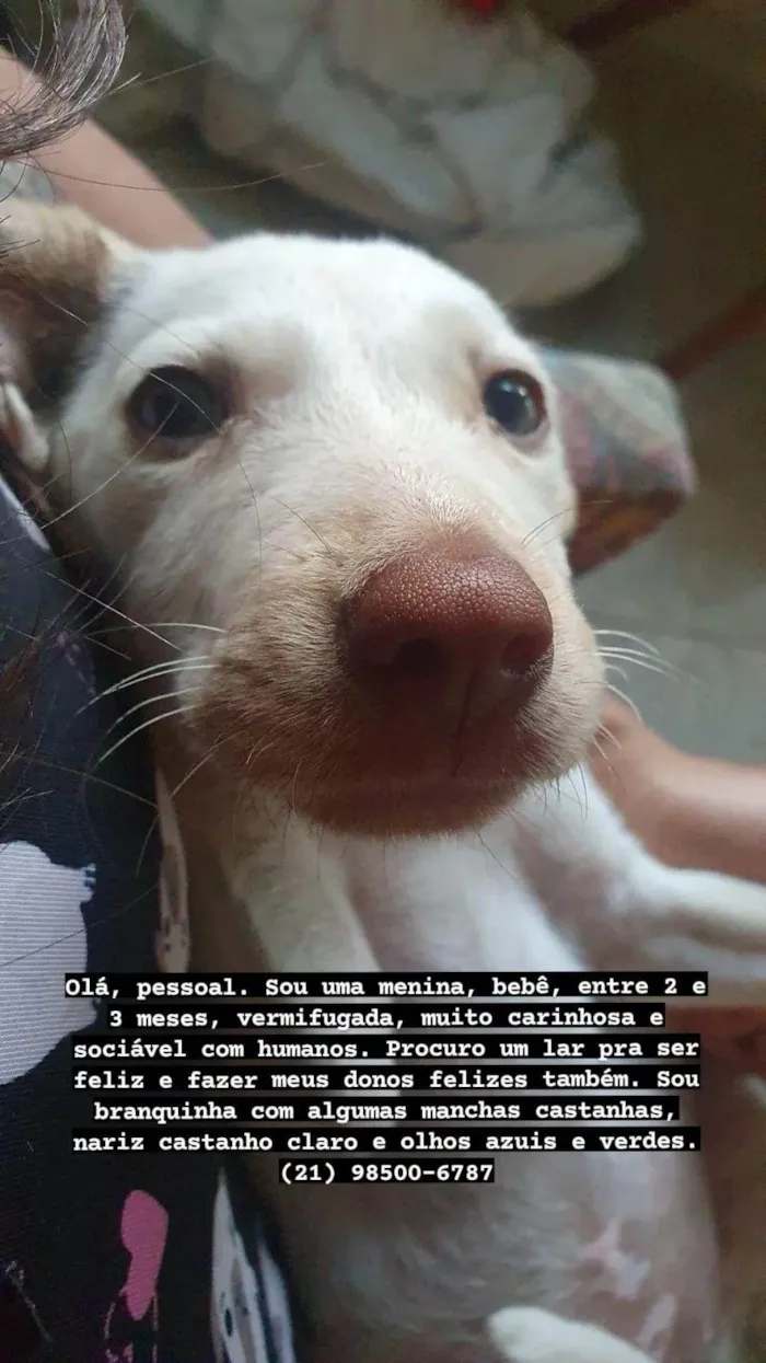 Cachorro ra a SRD-ViraLata idade 2 a 6 meses nome Princesa 