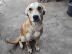 Cachorro raça Labrador idade 1 ano nome Dudu