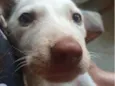 Princesa 