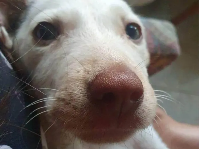 Cachorro ra a SRD-ViraLata idade 2 a 6 meses nome Princesa 