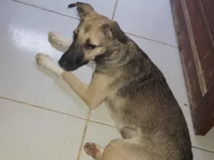 Cachorro raça SRD-ViraLata idade 2 a 6 meses nome Belinha