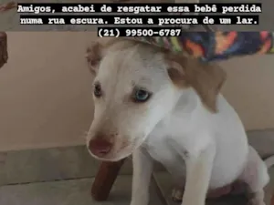 Cachorro raça SRD-ViraLata idade 2 a 6 meses nome Princesa 