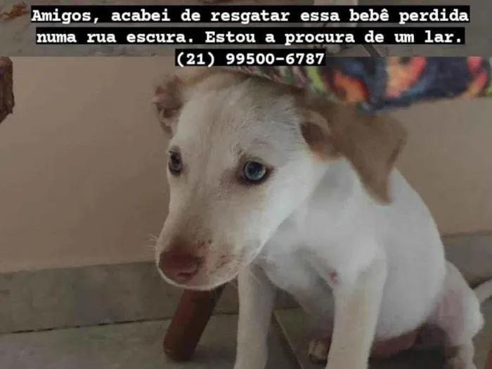 Cachorro ra a SRD-ViraLata idade 2 a 6 meses nome Princesa 