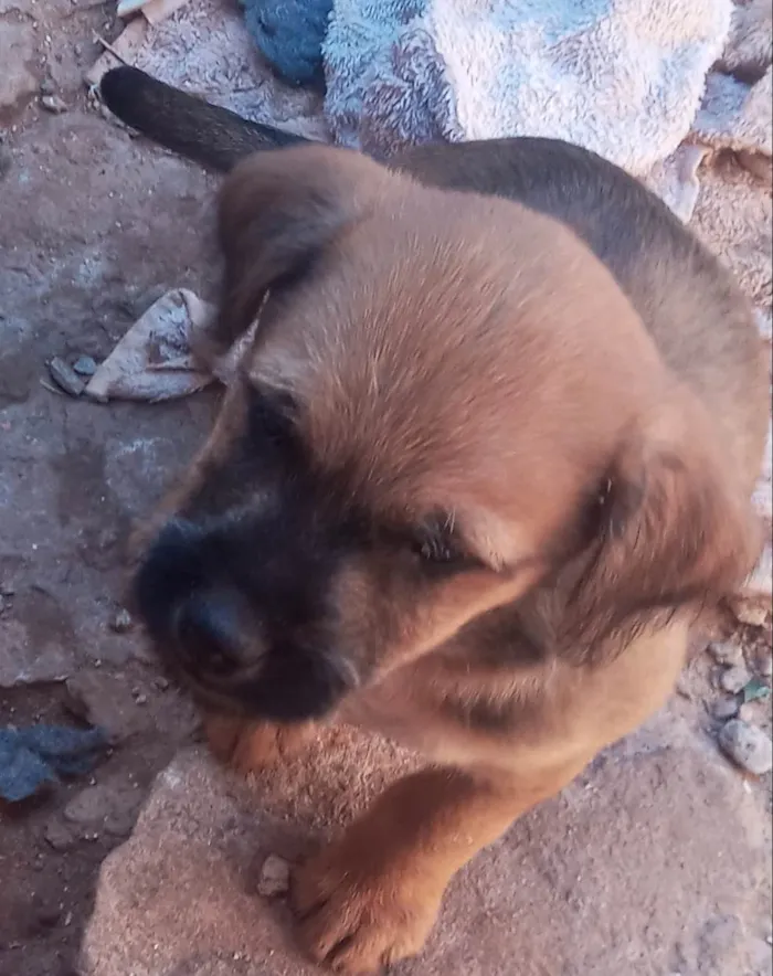 Cachorro ra a SRD-ViraLata idade 2 anos nome Zuri