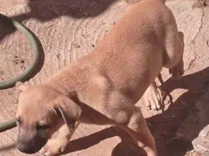 Cachorro raça SRD-ViraLata idade 2 anos nome Zuri