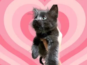 Gato raça SRD-ViraLata idade 2 a 6 meses nome Nina bb2meses lindo 