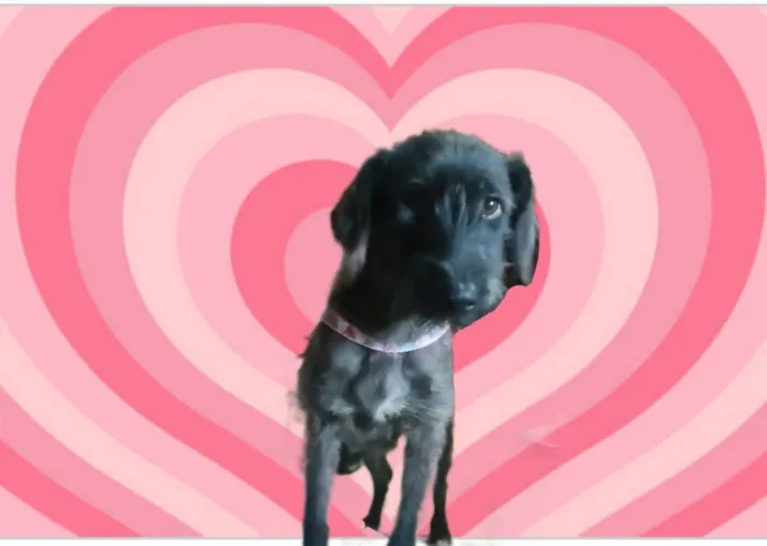 Cachorro raça SRD-ViraLata idade 1 ano nome Bolinha 1 aninho muito boazinha 