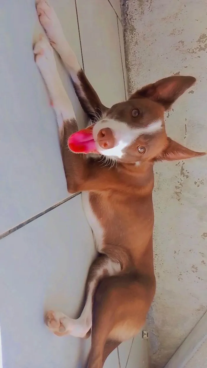 Cachorro ra a SRD-ViraLata idade 2 anos nome LUMA 