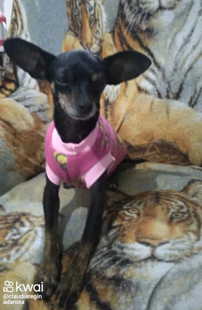 Cachorro ra a Pinscher idade 1 ano nome Chiclete ou pretinha