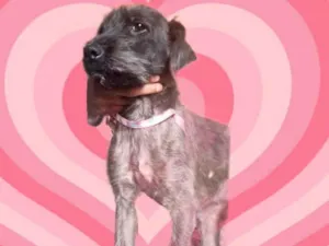 Cachorro raça SRD-ViraLata idade 1 ano nome Bolinha 1 aninho muito boazinha 