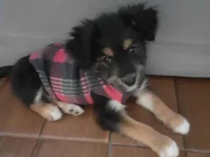 Cachorro raça SRD-ViraLata idade 2 a 6 meses nome Não tem 