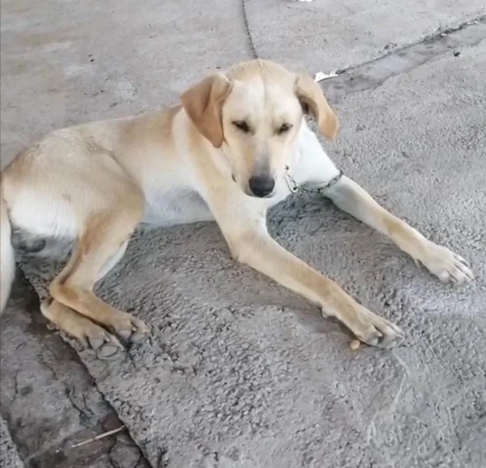 Cachorro ra a Labrador idade 2 anos nome Max