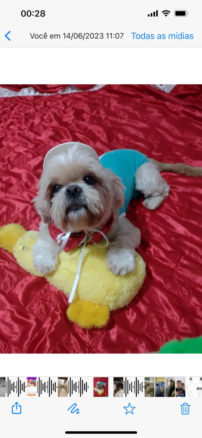 Cachorro ra a Shitzu  idade 4 anos nome Duque 