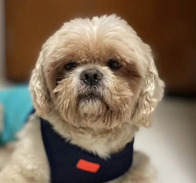 Cachorro ra a Shitzu  idade 4 anos nome Duque 