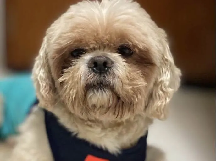 Cachorro ra a Shitzu  idade 4 anos nome Duque 