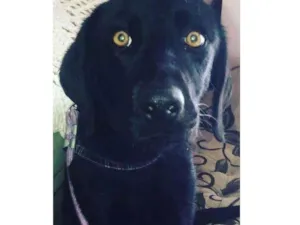 Cachorro raça Labrador idade 7 a 11 meses nome Negão