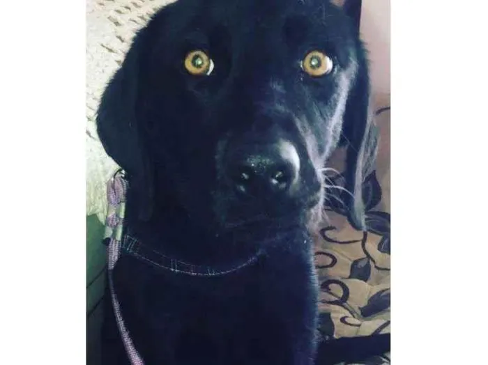 Cachorro ra a Labrador idade 7 a 11 meses nome Negão