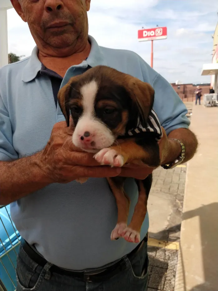 Cachorro ra a SRD-ViraLata idade 2 a 6 meses nome Benjamin