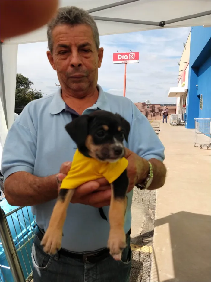 Cachorro ra a SRD-ViraLata idade 2 a 6 meses nome Lucca mi