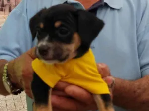 Cachorro raça SRD-ViraLata idade 2 a 6 meses nome Lucca mi