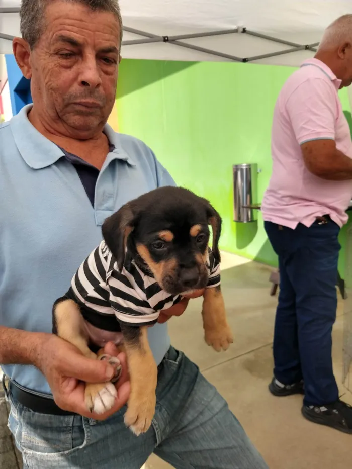 Cachorro ra a SRD-ViraLata idade 2 a 6 meses nome Ney